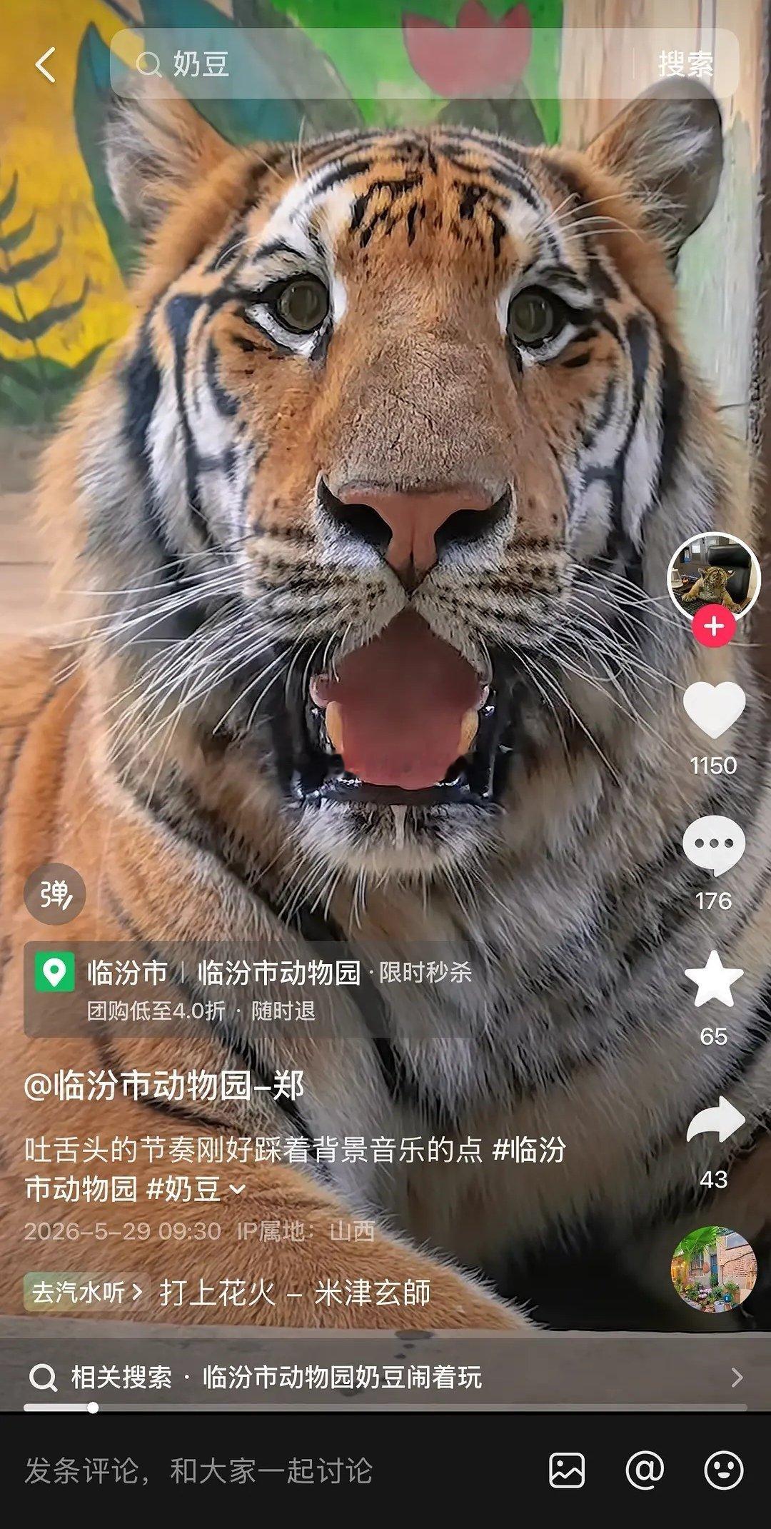 打架没打过大鹅的那只小老虎长大了眼神也好清澈呀！