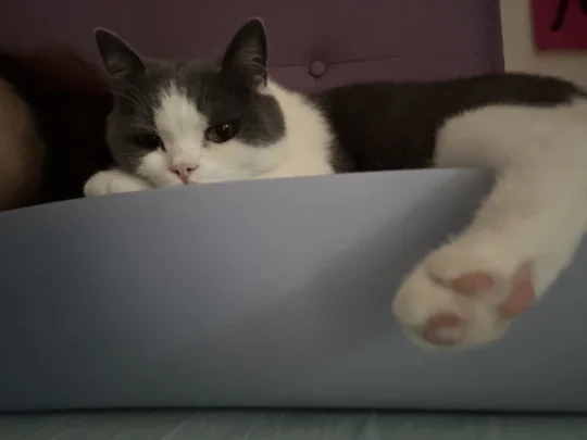 第一次养猫，它这是干啥呢