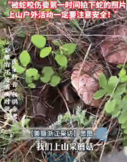 “真吓人！”云南一小伙上山准备采摘蘑菇时，不小心被毒蛇咬伤，吓得小伙惊呼出声，但