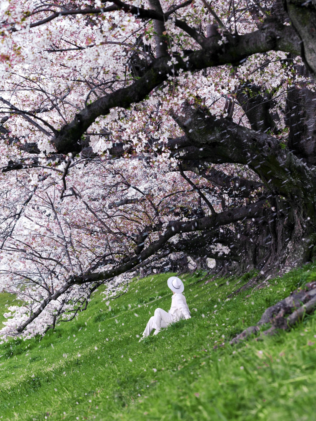 京都樱吹雪🌸我拍到了动漫场景『秒速五厘米』
