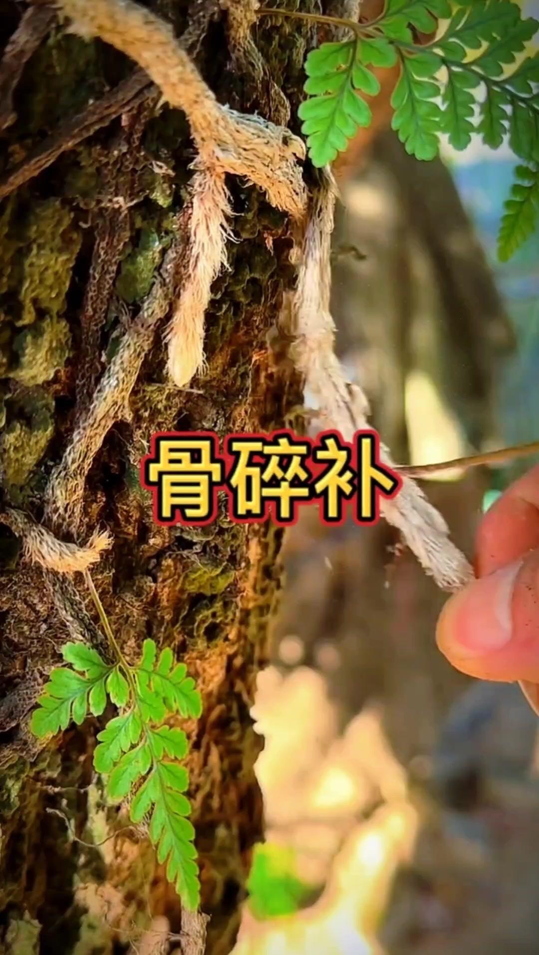 这款骨碎补真的超神奇！它是少数被古代皇帝亲自定名的中药材，很珍贵。1️⃣名字