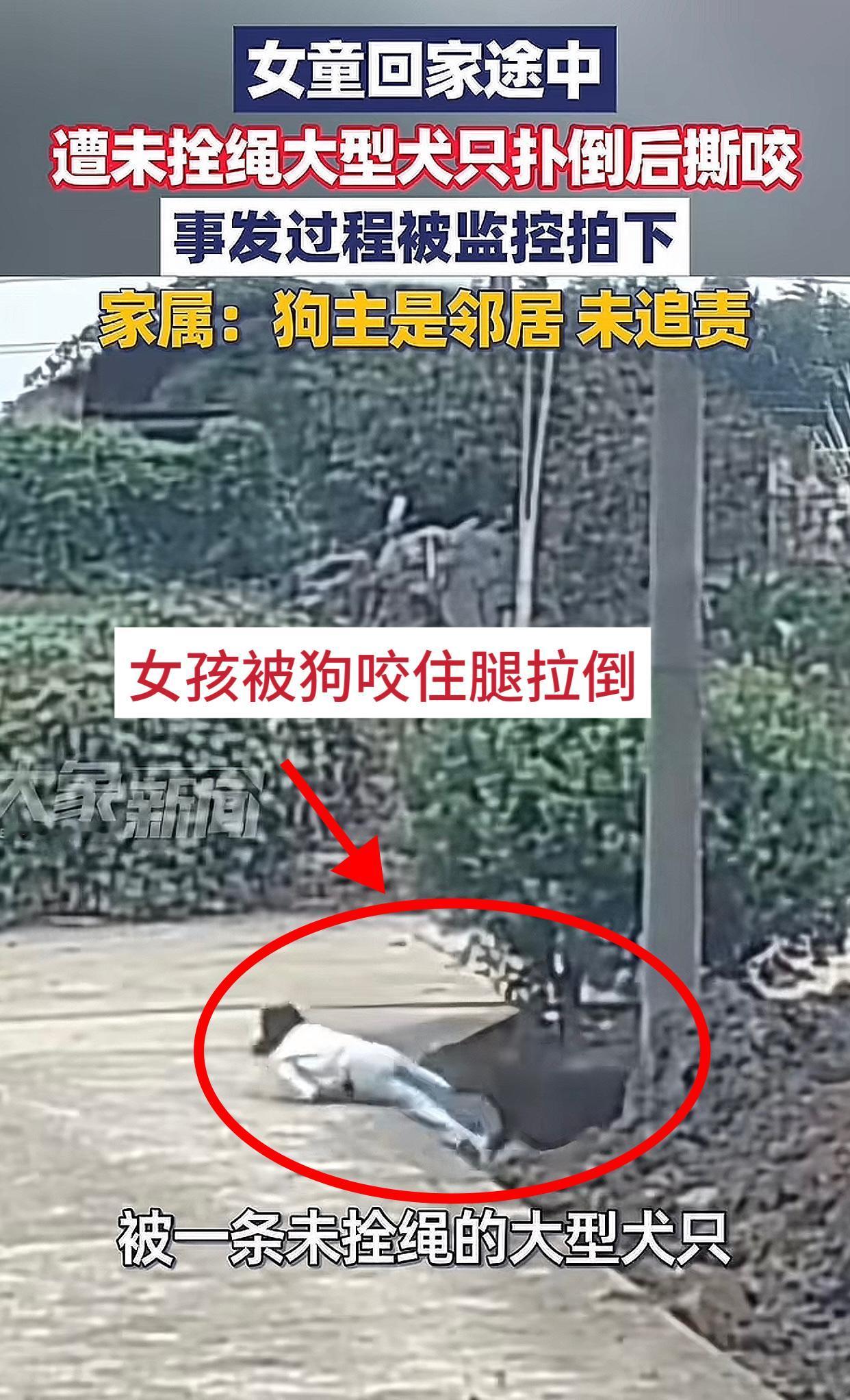 人打伤流浪狗：强烈谴责这是对动物不公！未拴绳狗咬人：这些鸡毛蒜皮的也算新闻？
