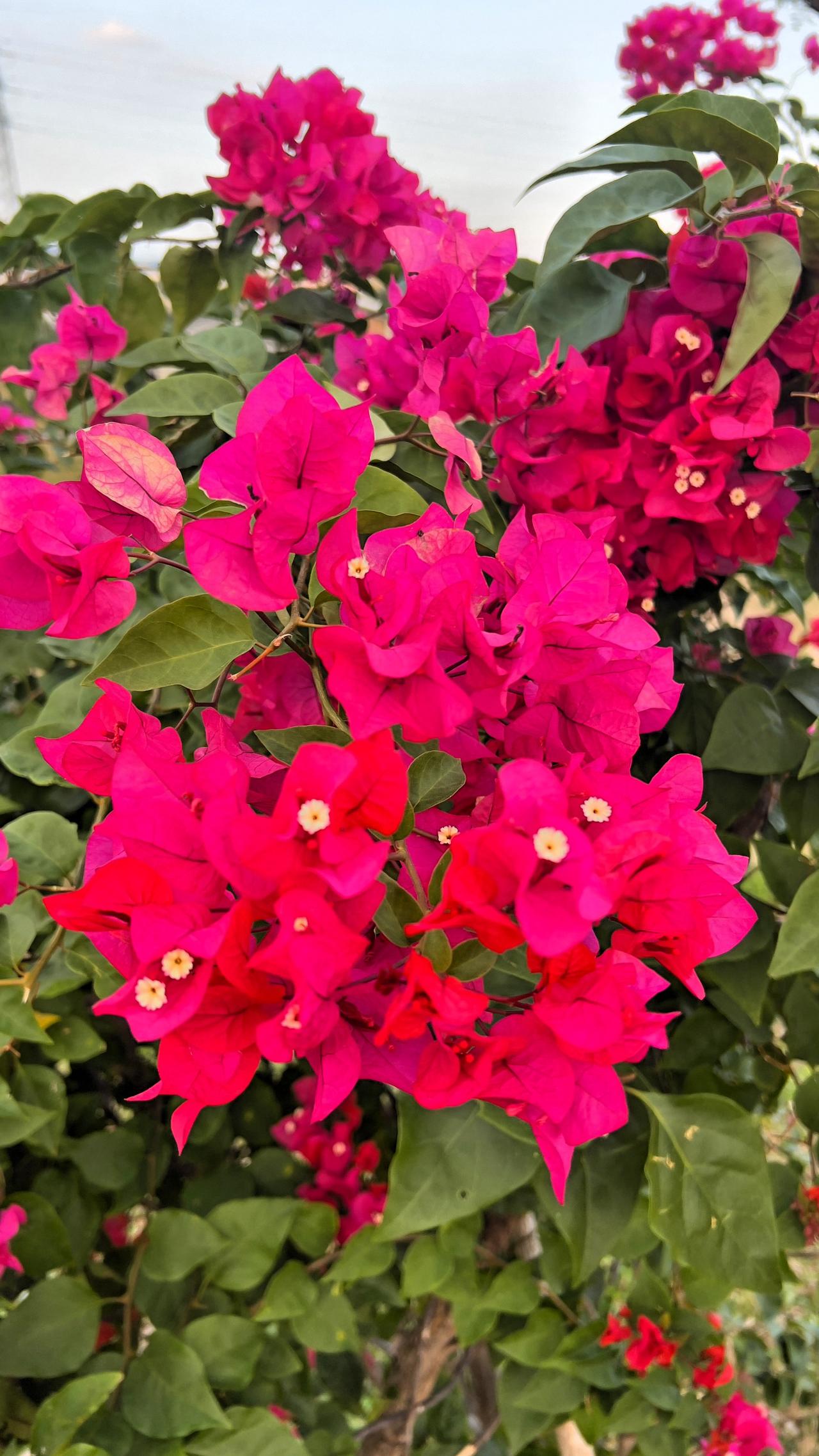 【原创】三亚赏花：惊艳的三角梅，绽放出绚烂的色彩，仿佛置身于梦幻花园。🌸🌸?