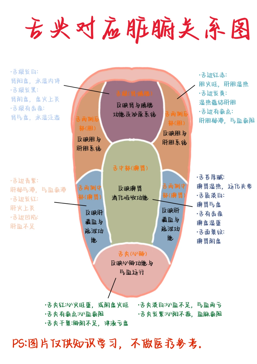 医学生笔记——舌头对应脏腑关系图