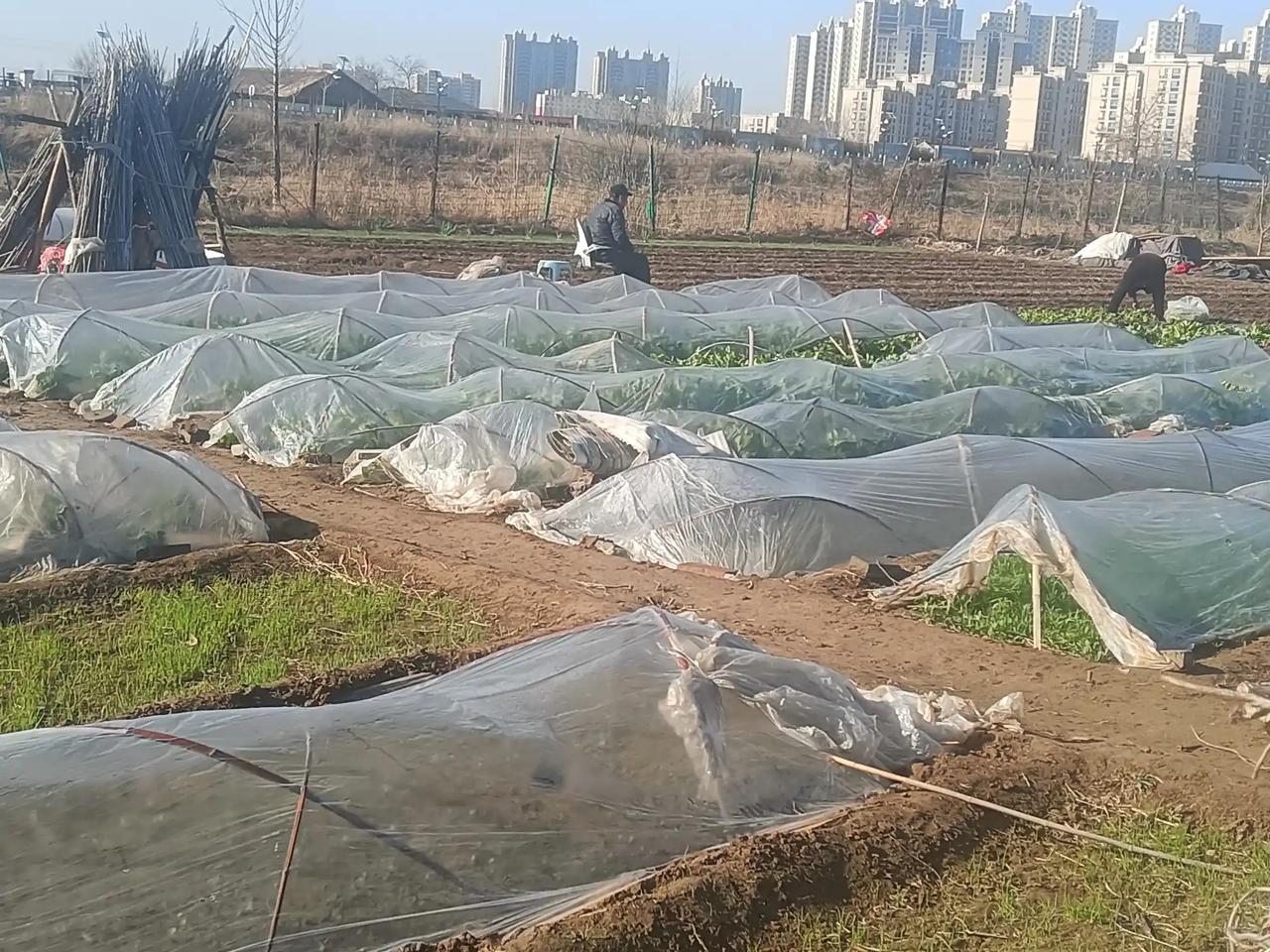 看看人家养生的方式，是不是更有意义？在河边开出一片荒地，种上自己喜欢的蔬菜，不