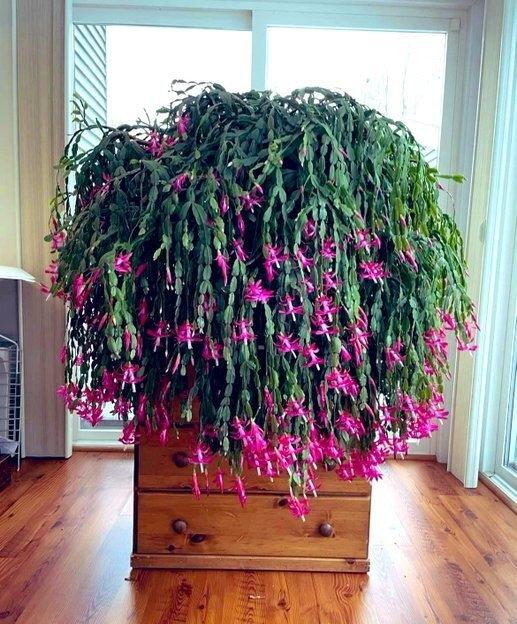 别让流量话术，撕碎我们的历史共识最近网上有个怪象。有人靠着喊“满清误我三百