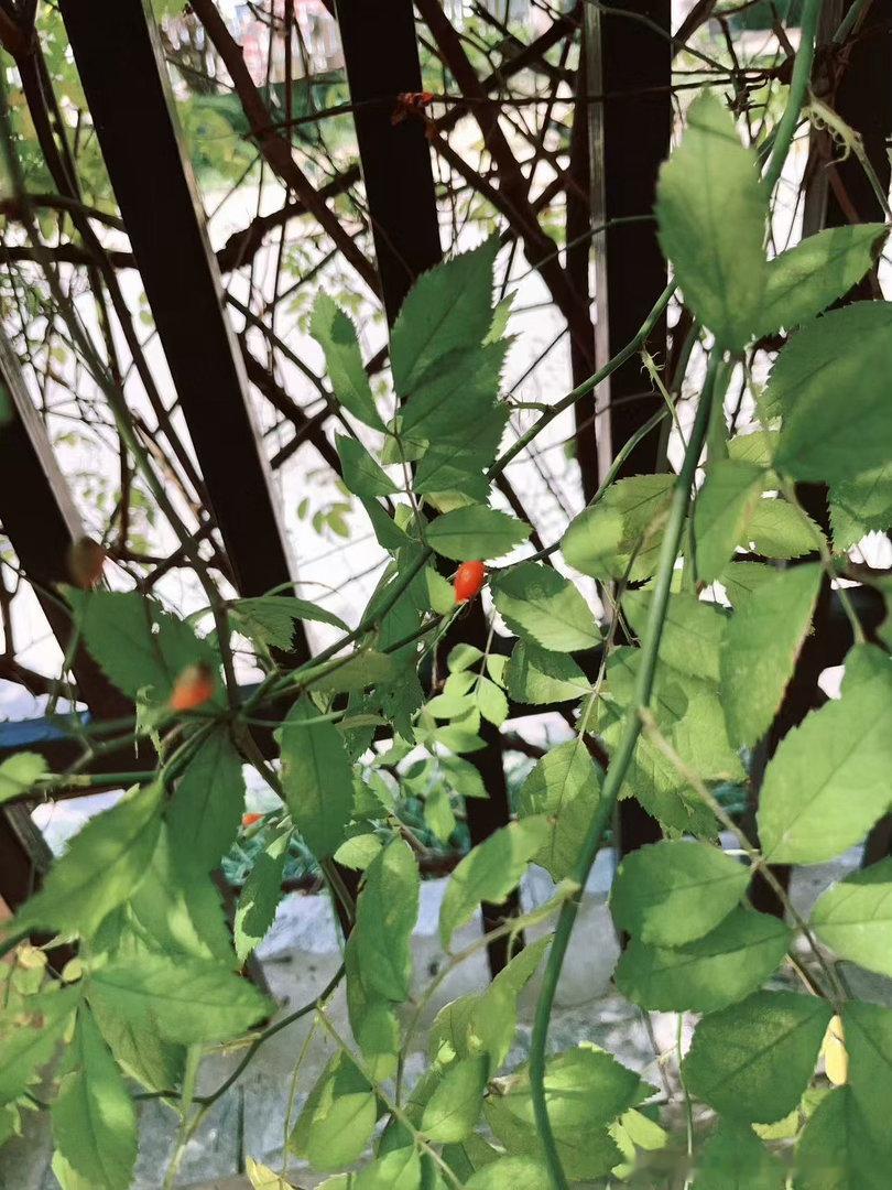 新的网络词#现在流行熬婚#搜了一下什么是熬婚，原来是没有出轨家暴这类原则性问题，但感情彻底耗尽。夫妻