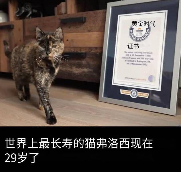 老宝宝​​​