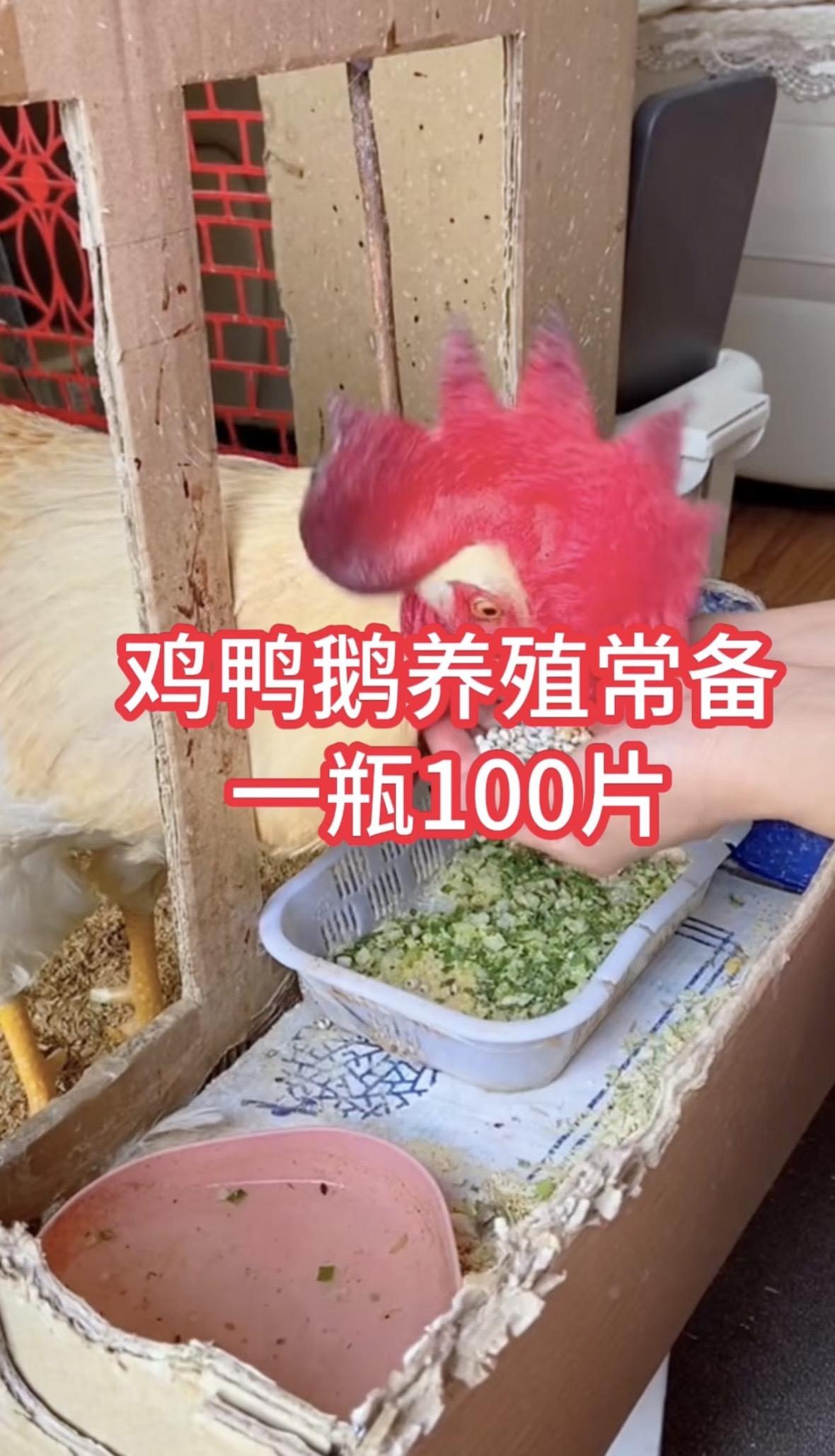 鸡鸭鹅养殖技术鸡鸭鹅养殖方法鸡鸭鹅养殖土鸡鸡鸭鹅散养