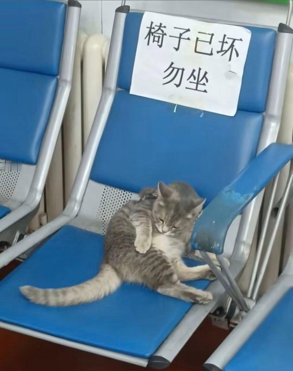 就是小猫做坏的​​​