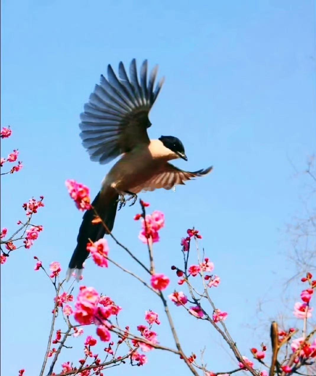转发这只喜鹊，抬头见喜，出门遇贵，必有吉兆🌷
