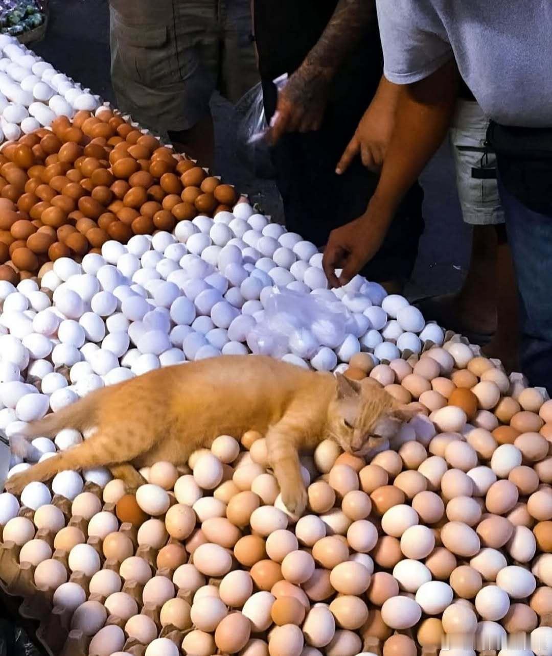 不是橘老板孵过的蛋不要🥚🐈cr：leventerdening​​​