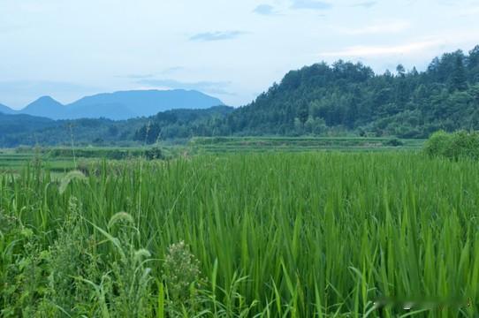 胃癌的我现在已经两年多了，大姐也是胃癌，最小的姐姐因患上癌症，到今天，已经走了三