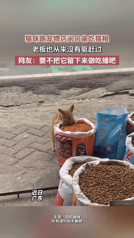 “这只猫是成精了吗？”广东，一流浪猫经常跑到宠物店门口偷吃猫粮，有爱心的店主看它