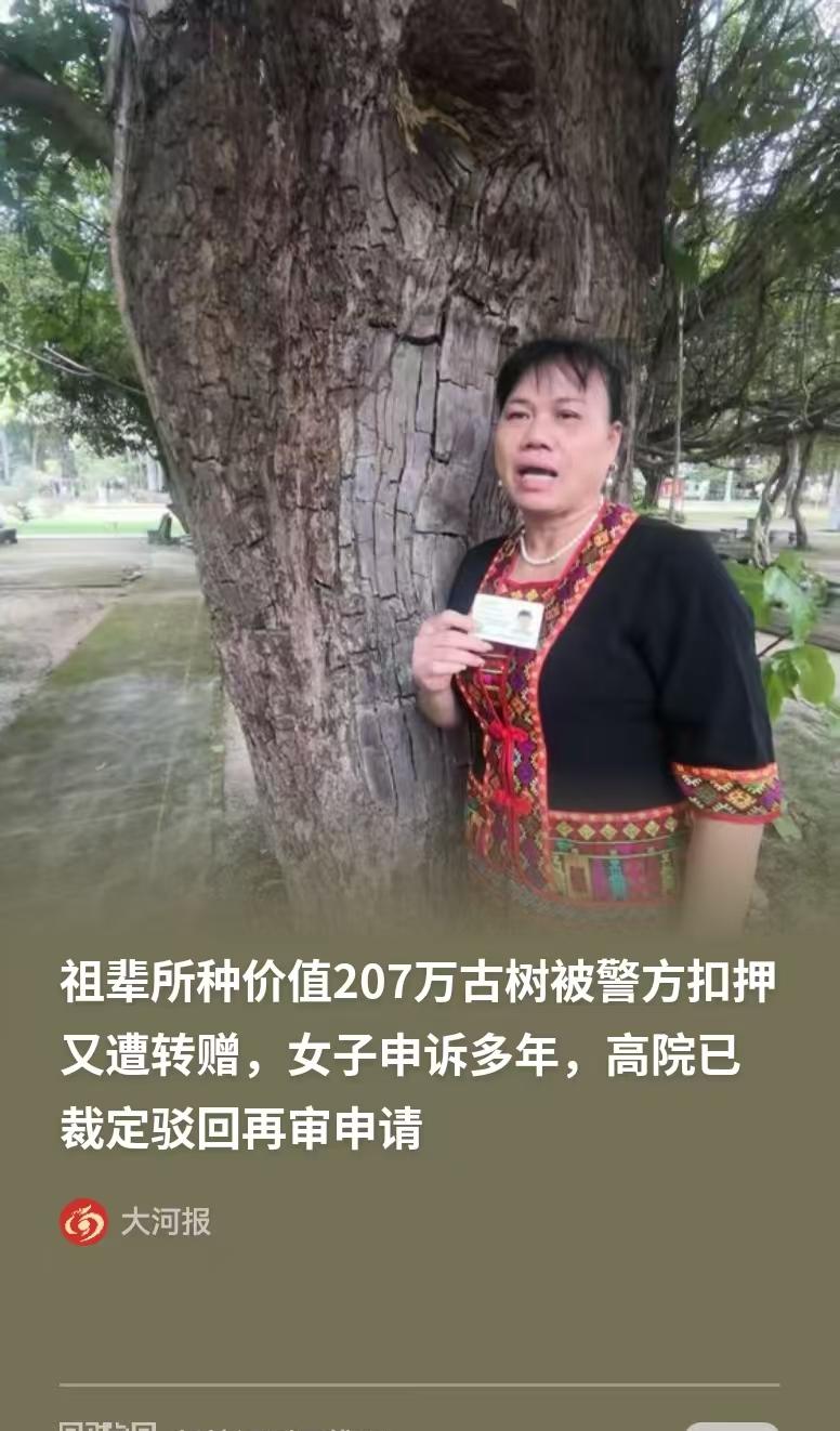 海南，一女子的种了一颗价值207万的百年重阳树，却在夜里被人连根拔走，女子赶紧报