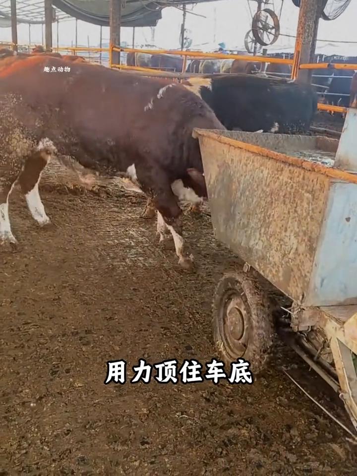 最有灵性的牛，牛主动帮主人推车。你还记得这只全网最有灵性的牛吗？每次主人清理牛