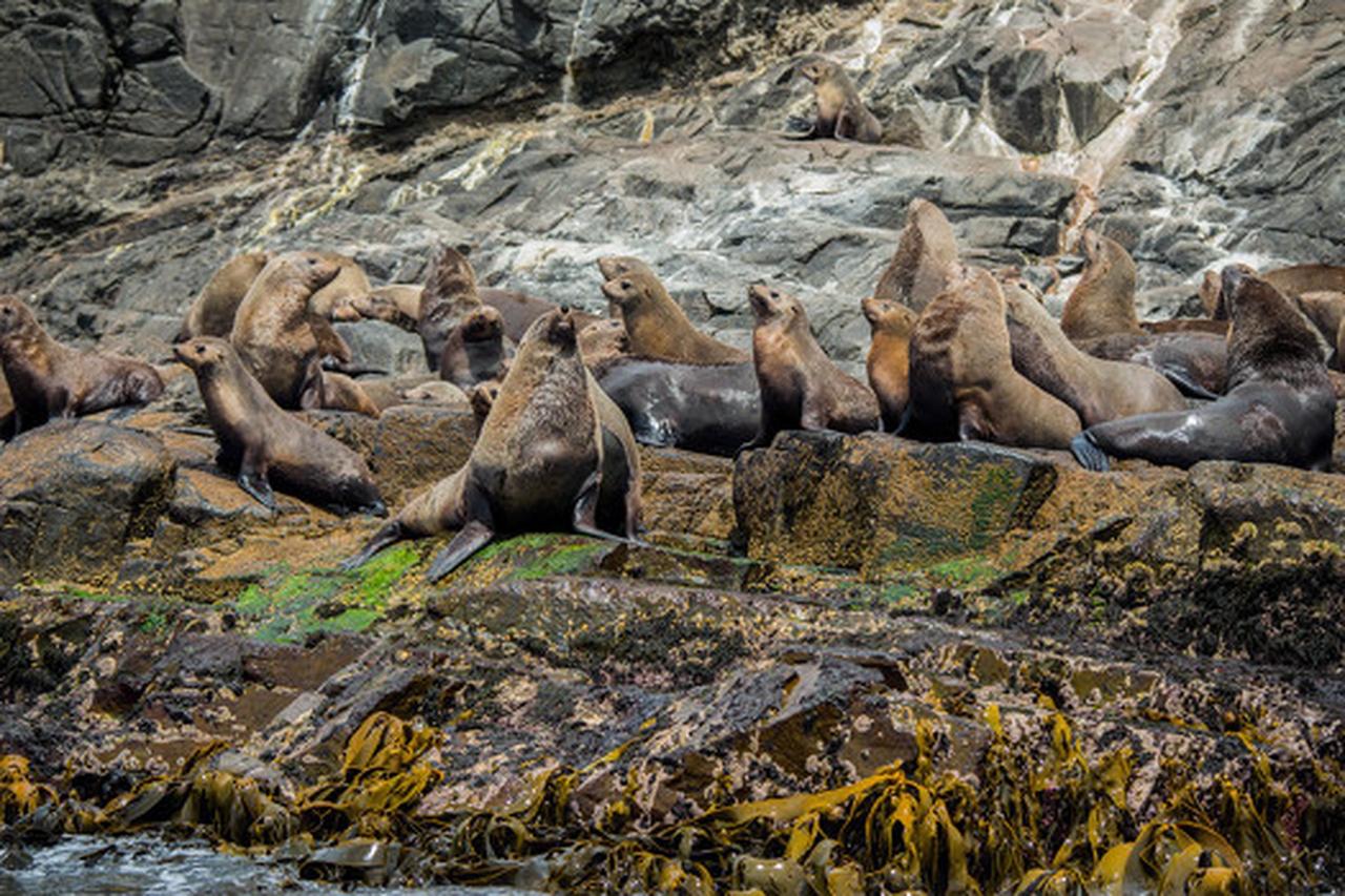 日本北海道稚内市外海的一座无人岛，成了北海狮的“地盘”。截至12月下旬，1300