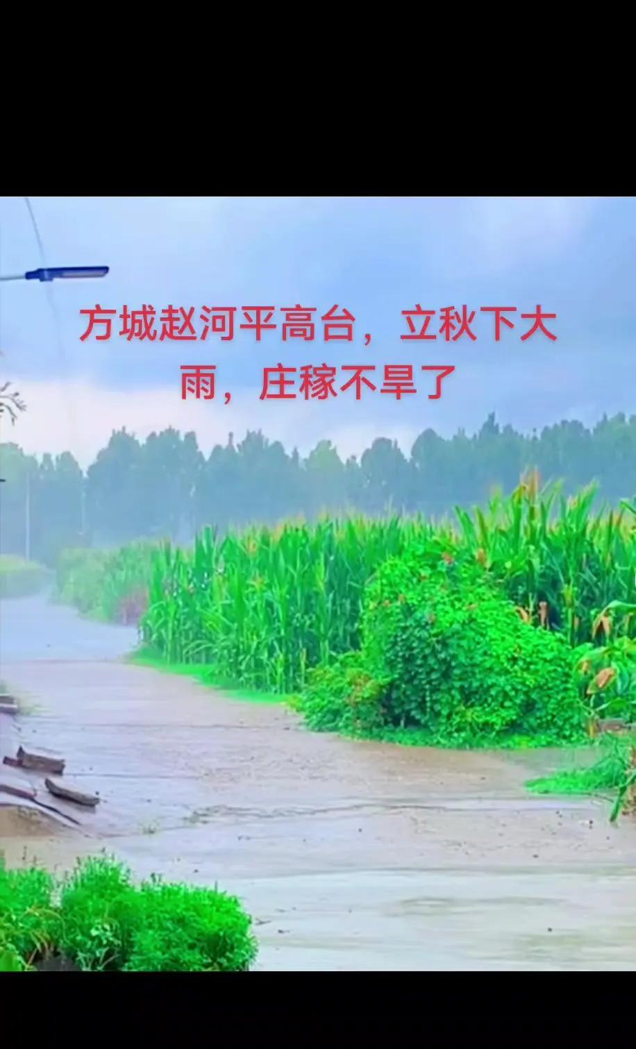从8月6号起，河南连下半个月雨。这场雨，有个特点，就是喜欢下在城市里，还是局部