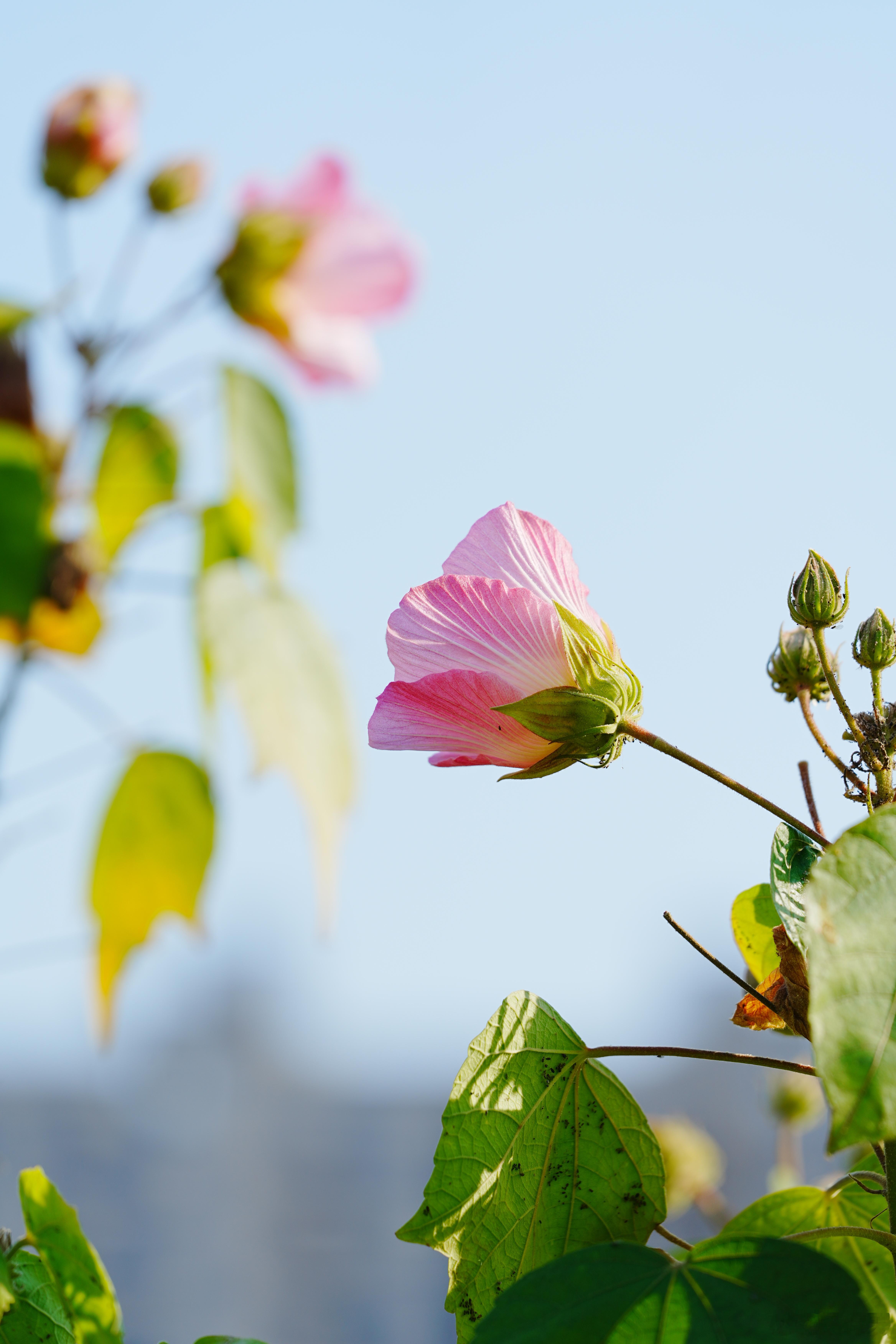 冬日里的木芙蓉，是寒风中不肯谢幕的一抹粉，温柔又倔强🌸蜗的摄影日记出片事务所