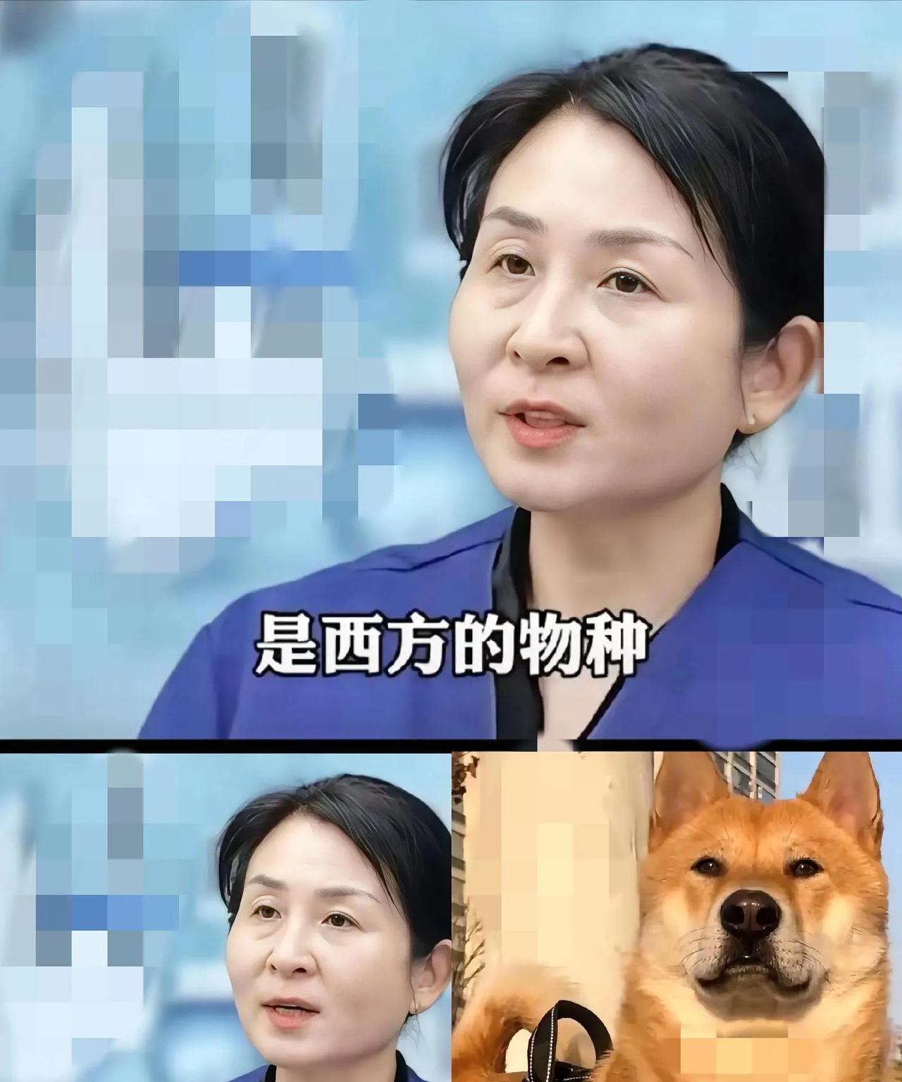 宠物专家张娟说：中华田园犬很可能是西方资本的物种替换计划，他们企图消灭中华田园犬