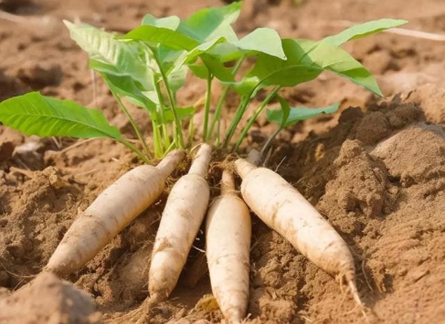 世界上“毒性最大”的农作物，美国人不敢吃，却在我国备受欢迎早上在早餐摊买块木