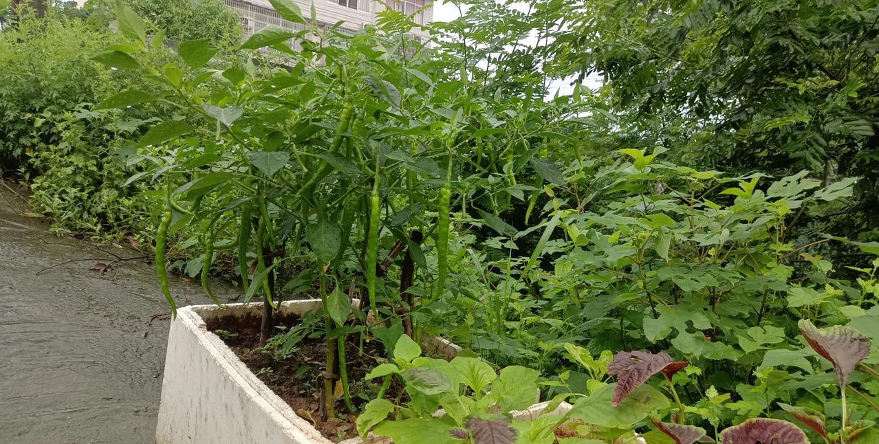 我用泡沫箱种菜，还种出感觉来了！不料，过路的熟人就没一个说好的。有人说用泡沫箱种