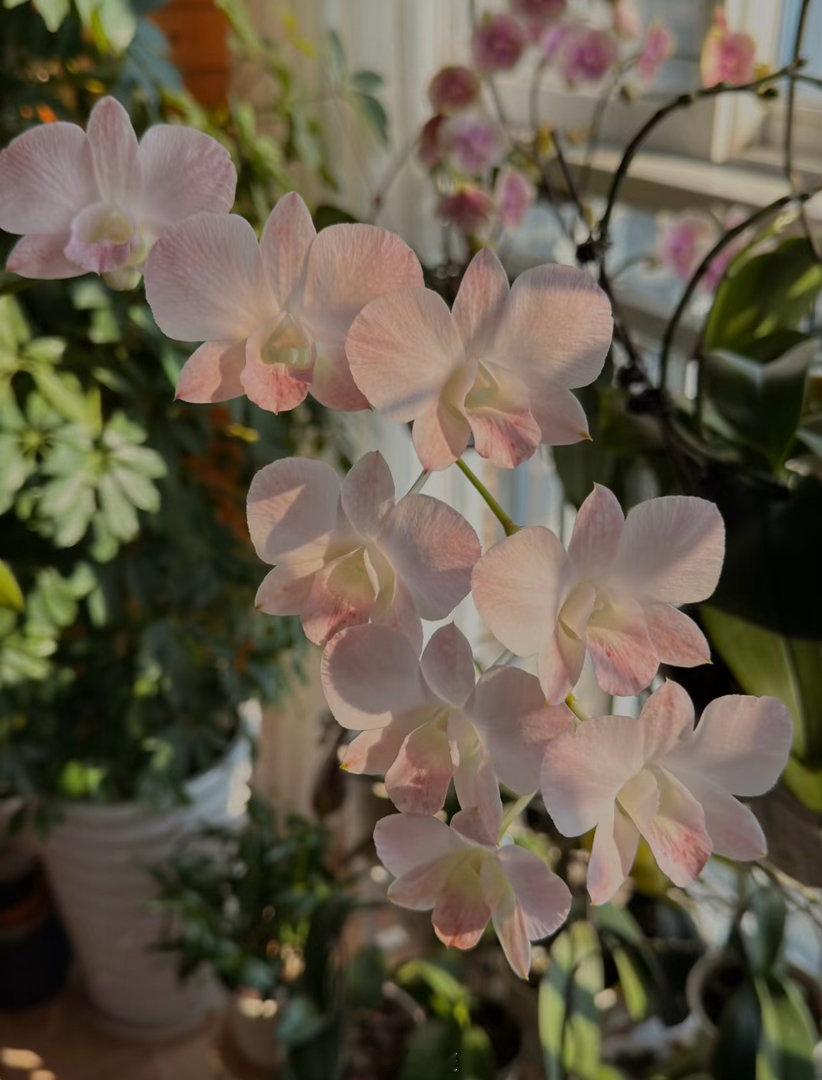 石斛兰的核心种植方法：1.栽培方式：1️⃣附生（模拟原生环境）：绑在树干、蛇