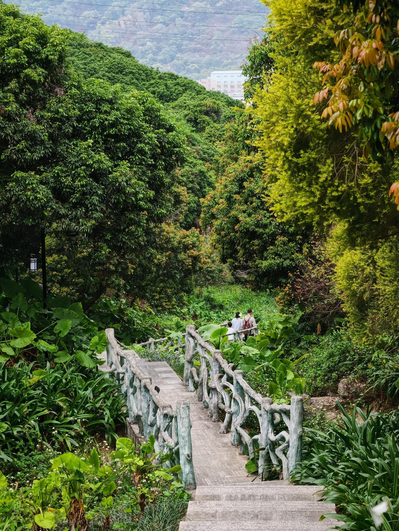 深圳企龙山公园风景太优美了，周六日快带上家人去逛逛吧！空气好清新，山也不高，很容
