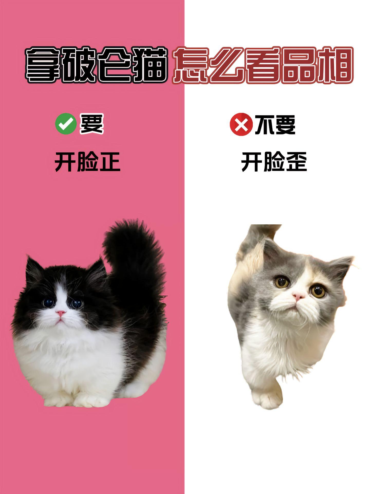 米努特猫多少钱一只？米努特猫多少钱一只？拿破仑猫怎么看品相？