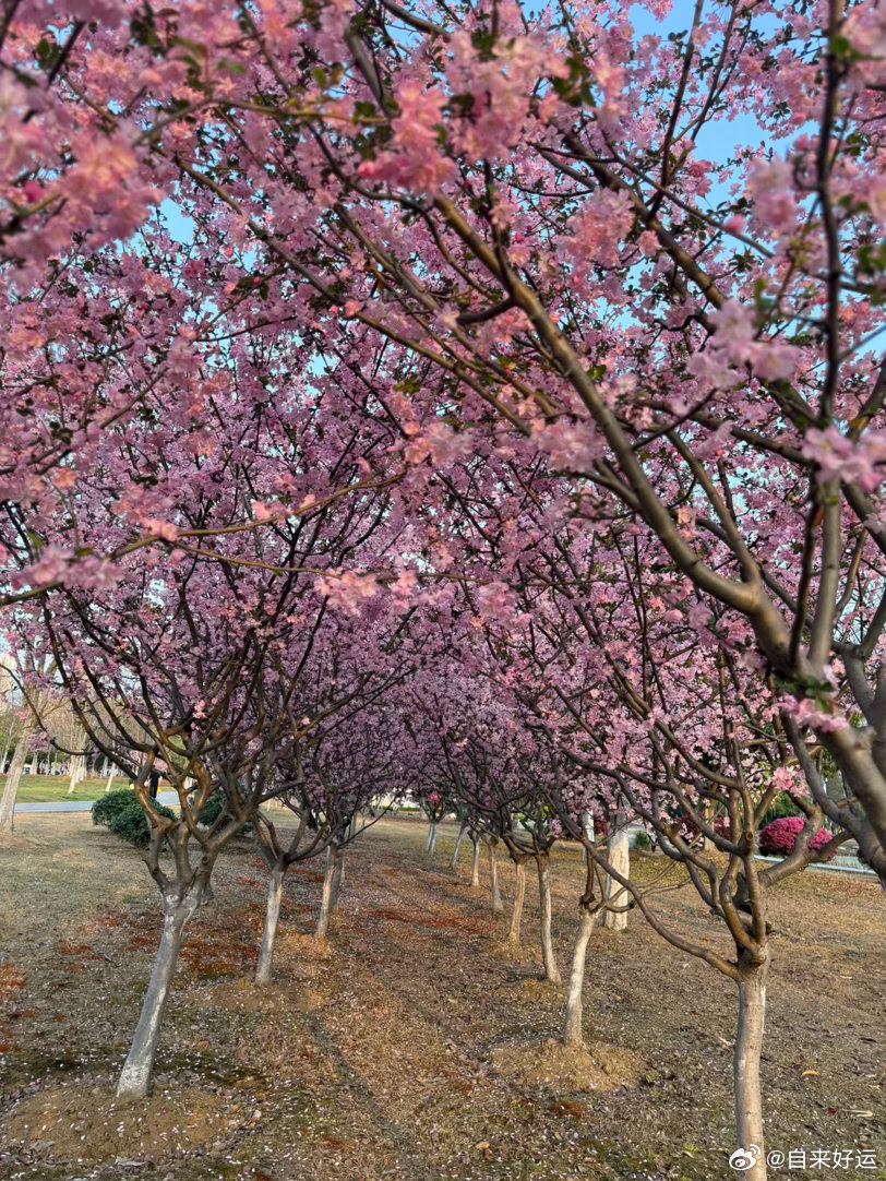 2006年，19岁的张雪还是湖南怀化一名修车学徒。为求湖南卫视《晚间》节目组给个