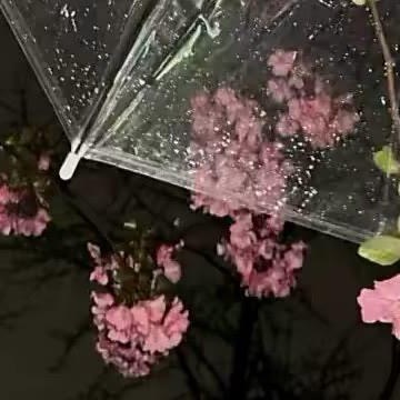 0000火龙果的种植方法如下：选地施肥：选择地势平坦、阳光充足、排水良好的地块。