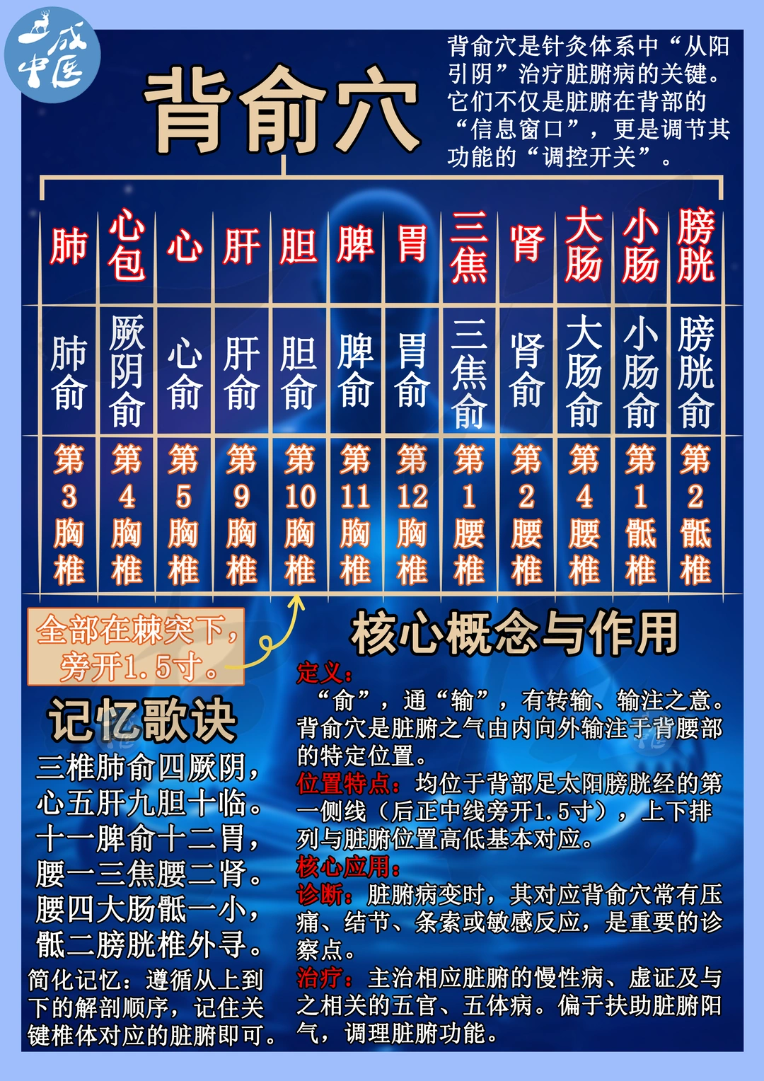 十二背俞穴配背部穴位图！