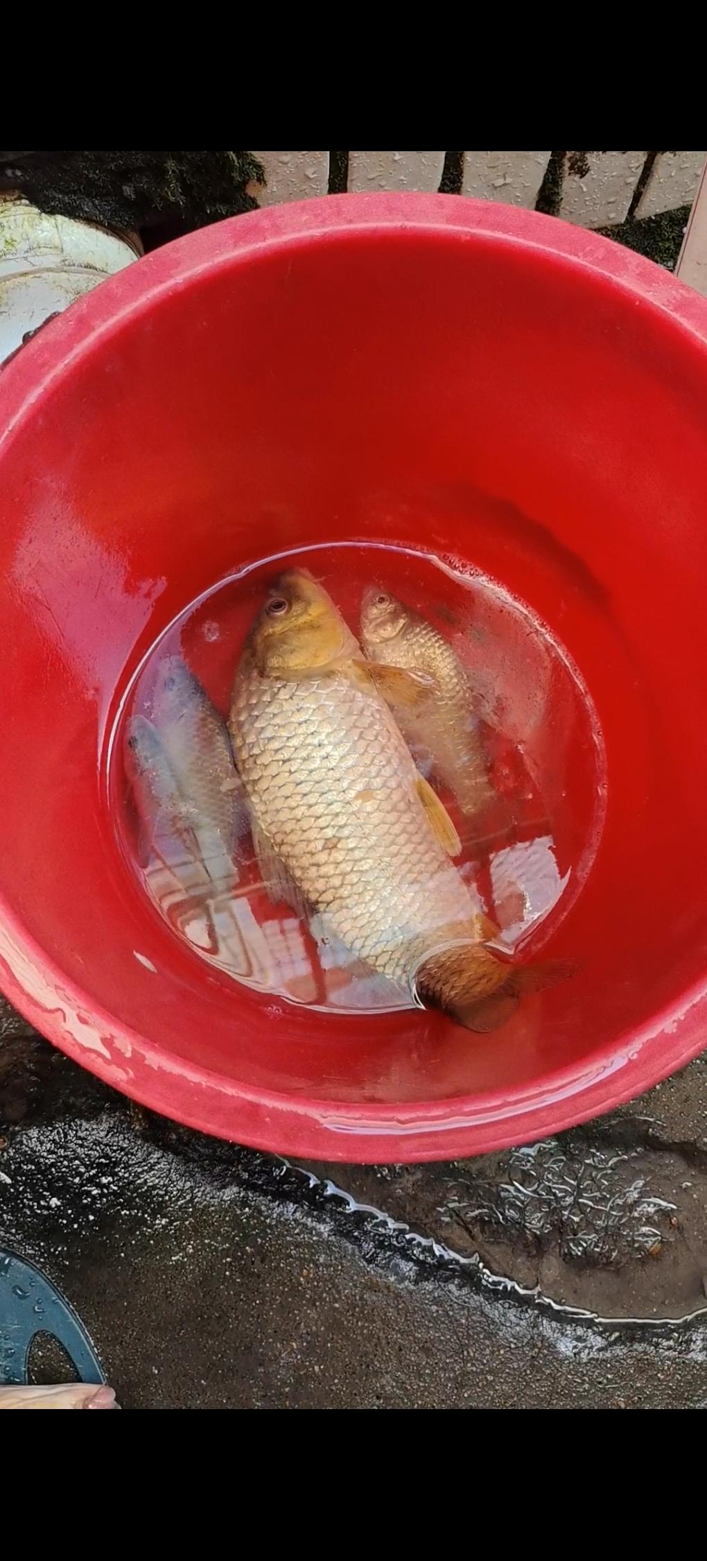 你们见过的钓鱼佬对钓鱼痴迷到什么程度？我邻居他就是一个纯粹的钓鱼人。今天中秋节休
