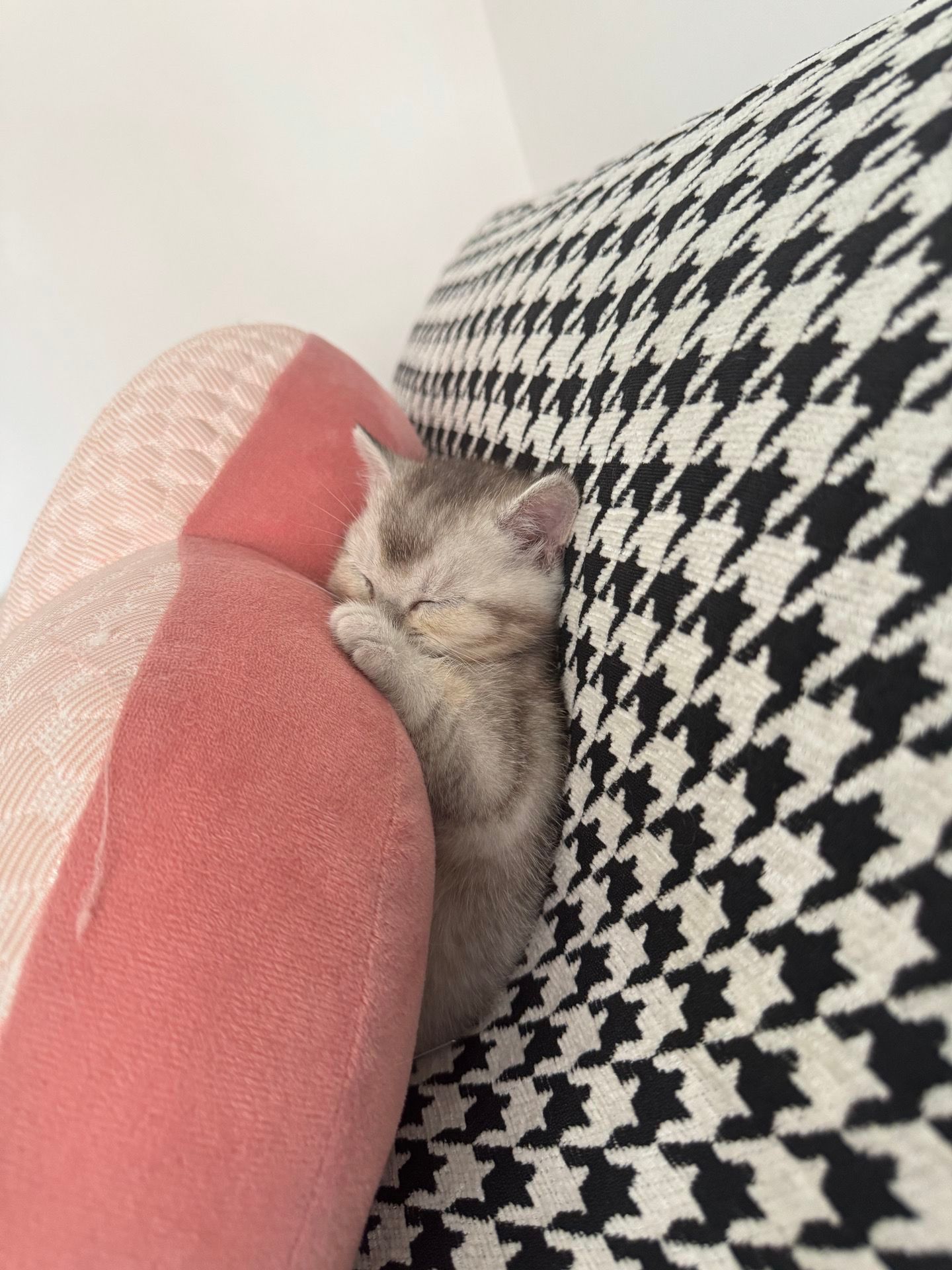 猫就是在哪里都能咪一下，所以叫猫咪[doge]​​​