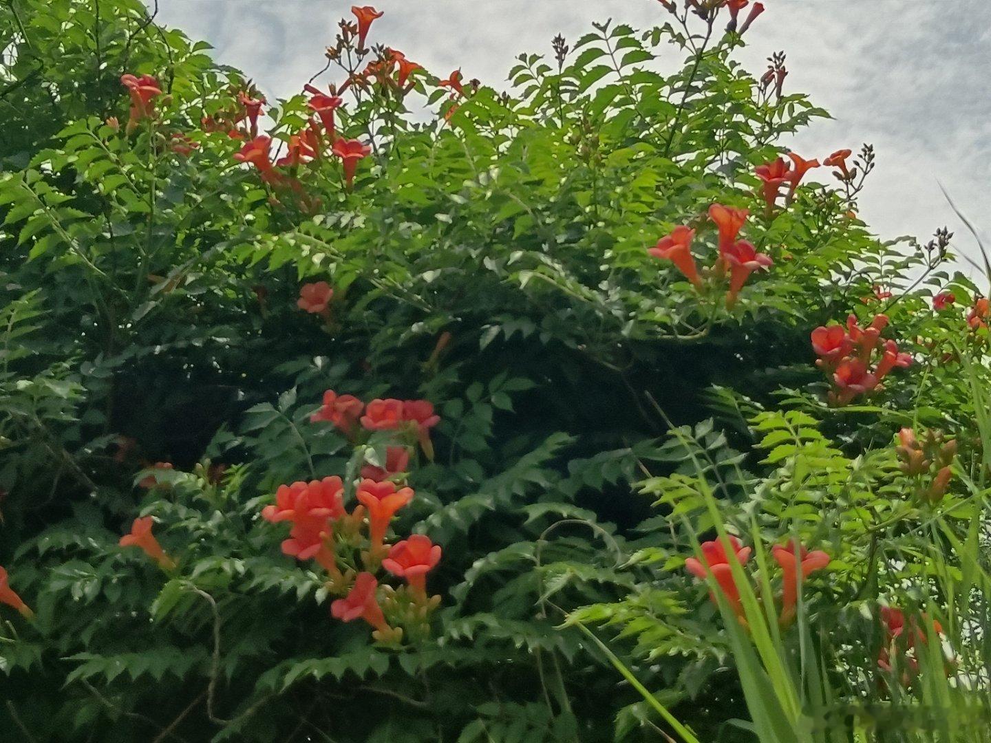 手机摄影有花盛开天气不错走一走美好迎面而来