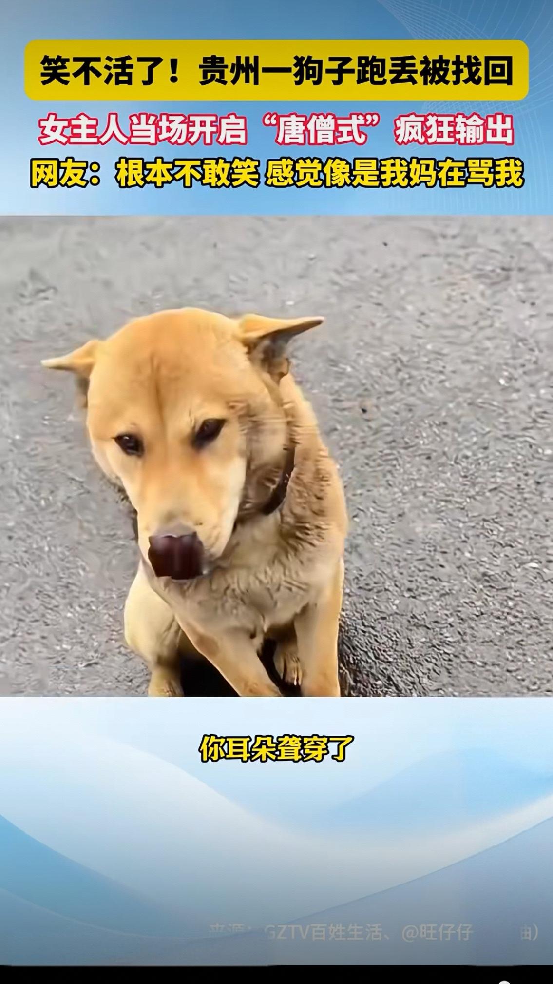 笑不活了！贵州一狗子跑丢被找回女主人当场开启