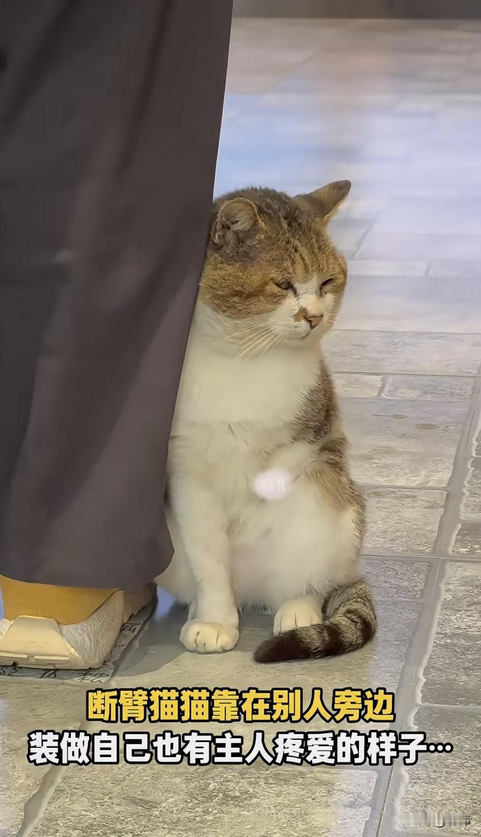 泪目了！这天，一位漂亮小姐姐去逛商场，结果在大门口的过道上，看到了一只缺失了一只