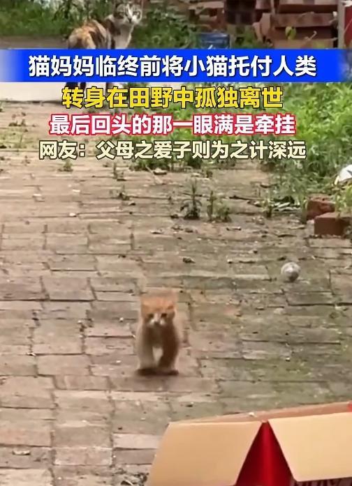 “万物皆有灵性！”6月20日报道，河北，一只流浪猫陪着猫崽崽观察了人类大半个月，