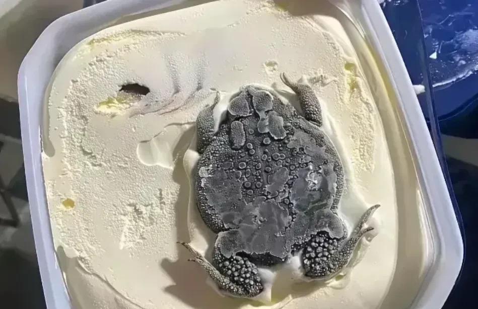 这雪糕还有惊喜