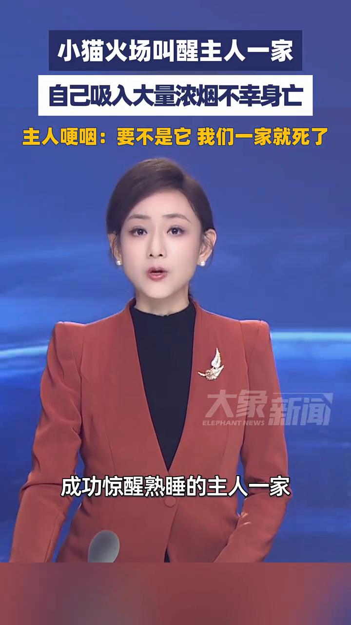 小猫火场叫醒主人一家，自己不幸身亡。大象新闻主播陈静华。主人哽咽：要不是它我