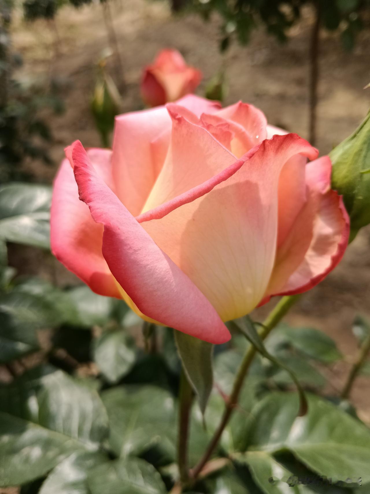 五一前后，哪个生肖走大运，看看有没有你哦：按照生肖命里和节气流年来讲，五一前