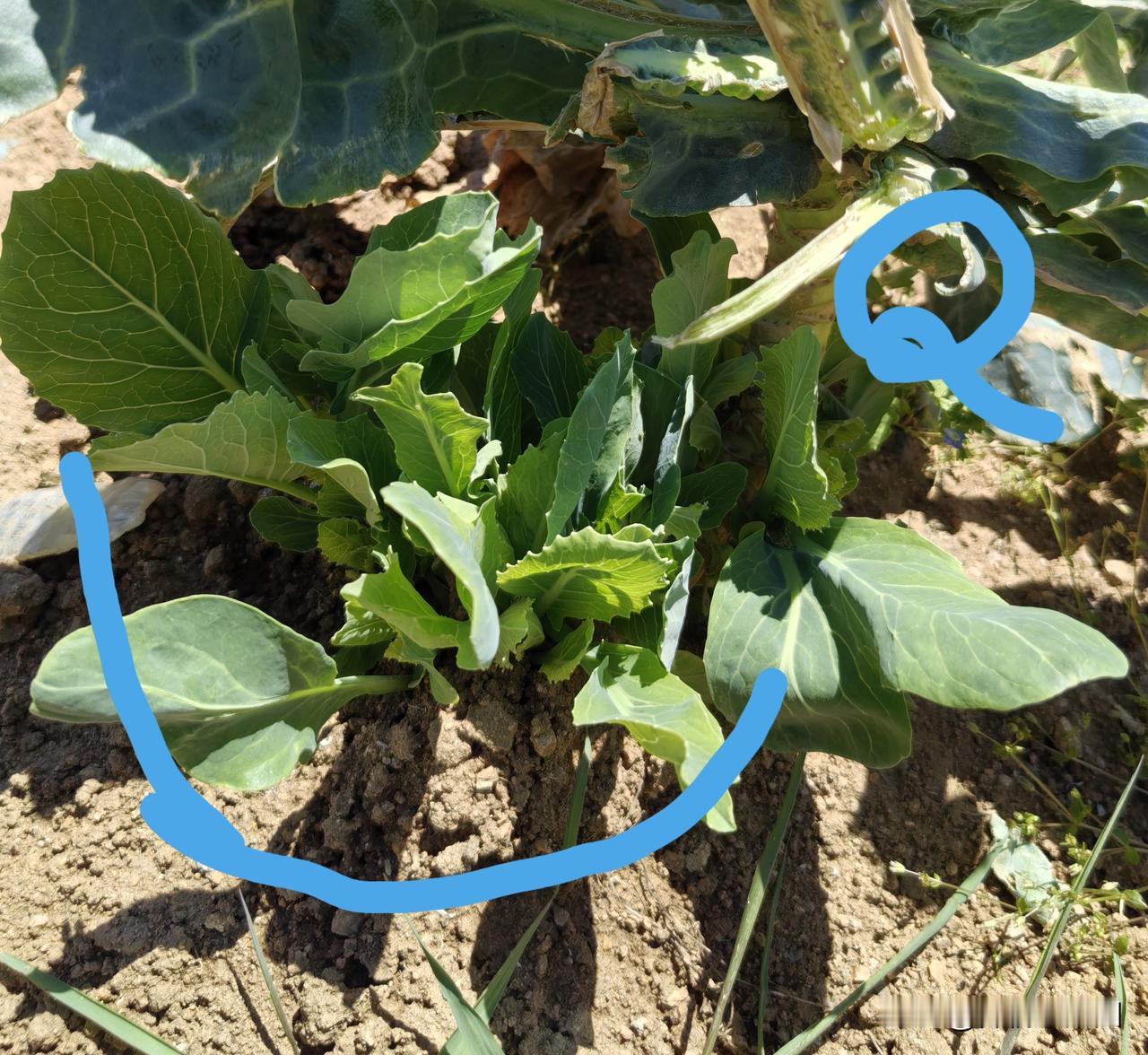 一项小实验宣告失败：越冬甘蓝和花椰菜，春天根部生发的苗芽，可以扦插移栽，成活率也