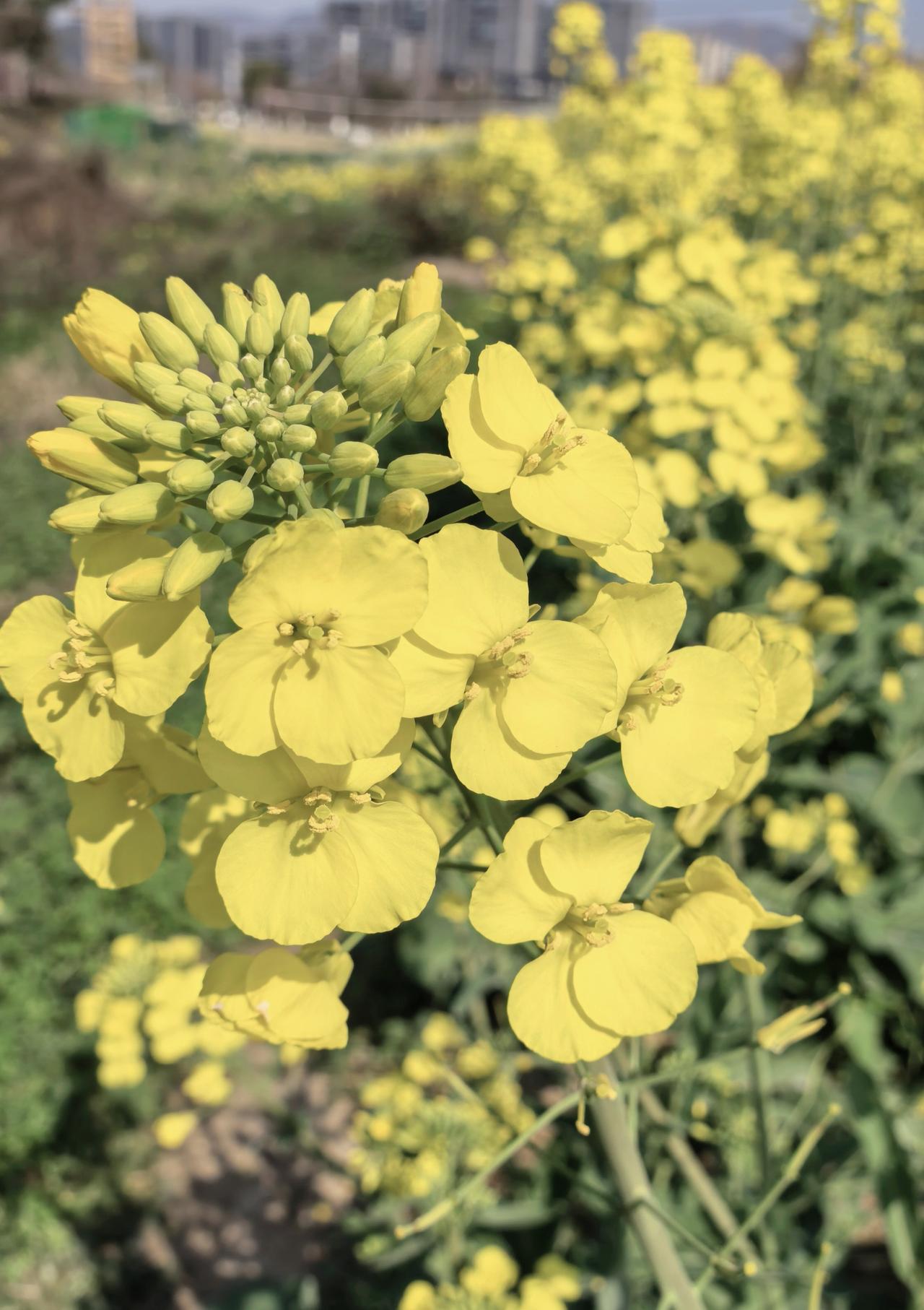 又到了一年一度的油菜花观赏期，3月份正值中国各地油菜花盛花期，比较有名气的地方: