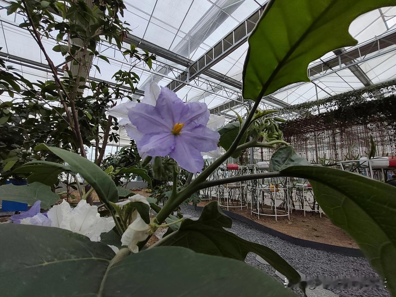 吃过茄子🍆，没有吃过茄子树上的茄子。今天，到安康的农业生产园参观，一颗茄子令