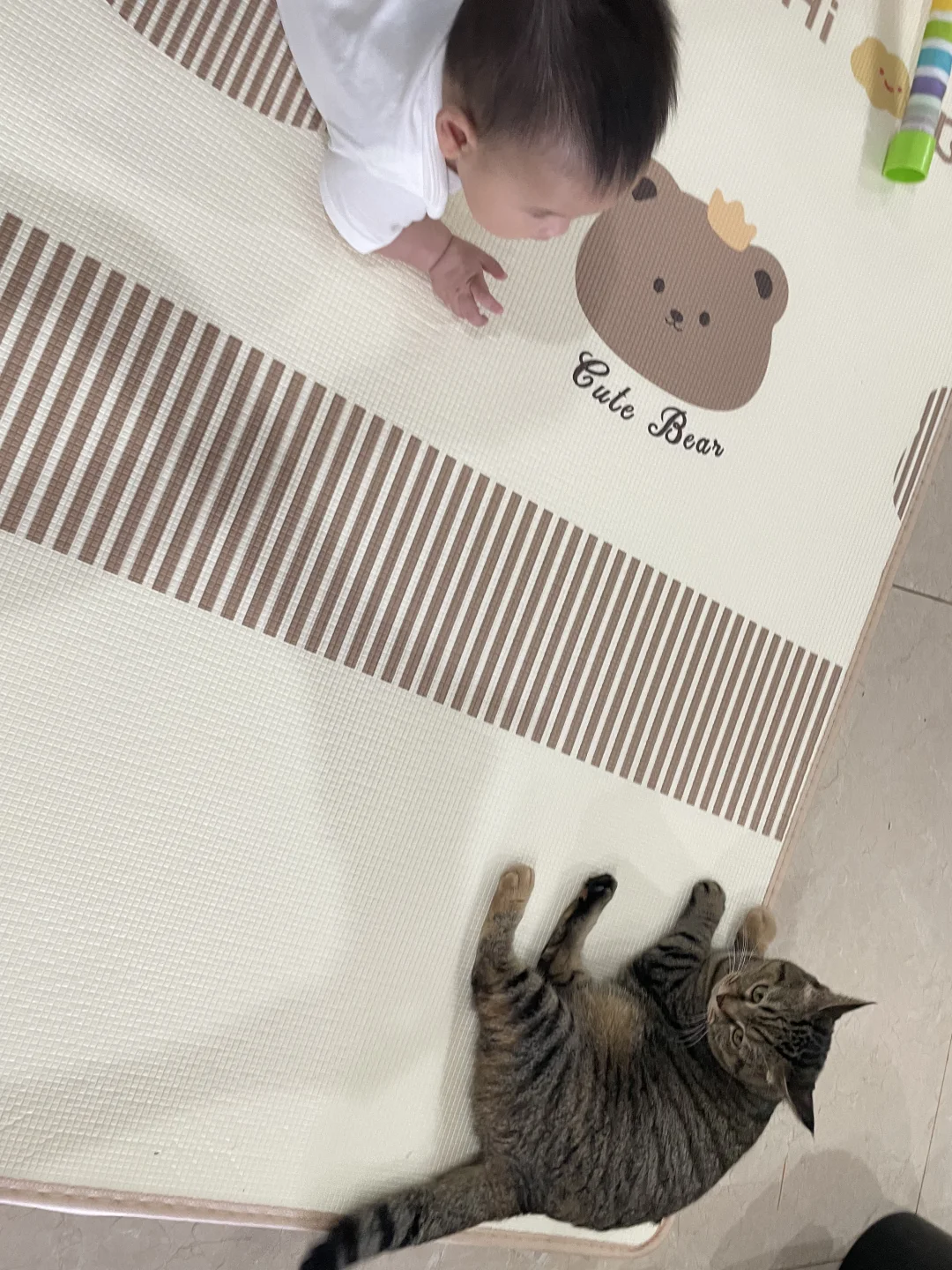 超级有边界感的猫猫，爬爬垫都是躺边边😽
