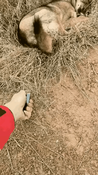 有的人就是犯贱。一只流浪狗躺在杂草上取暖，一名路过的男子悄悄靠近狗狗，看到男子过