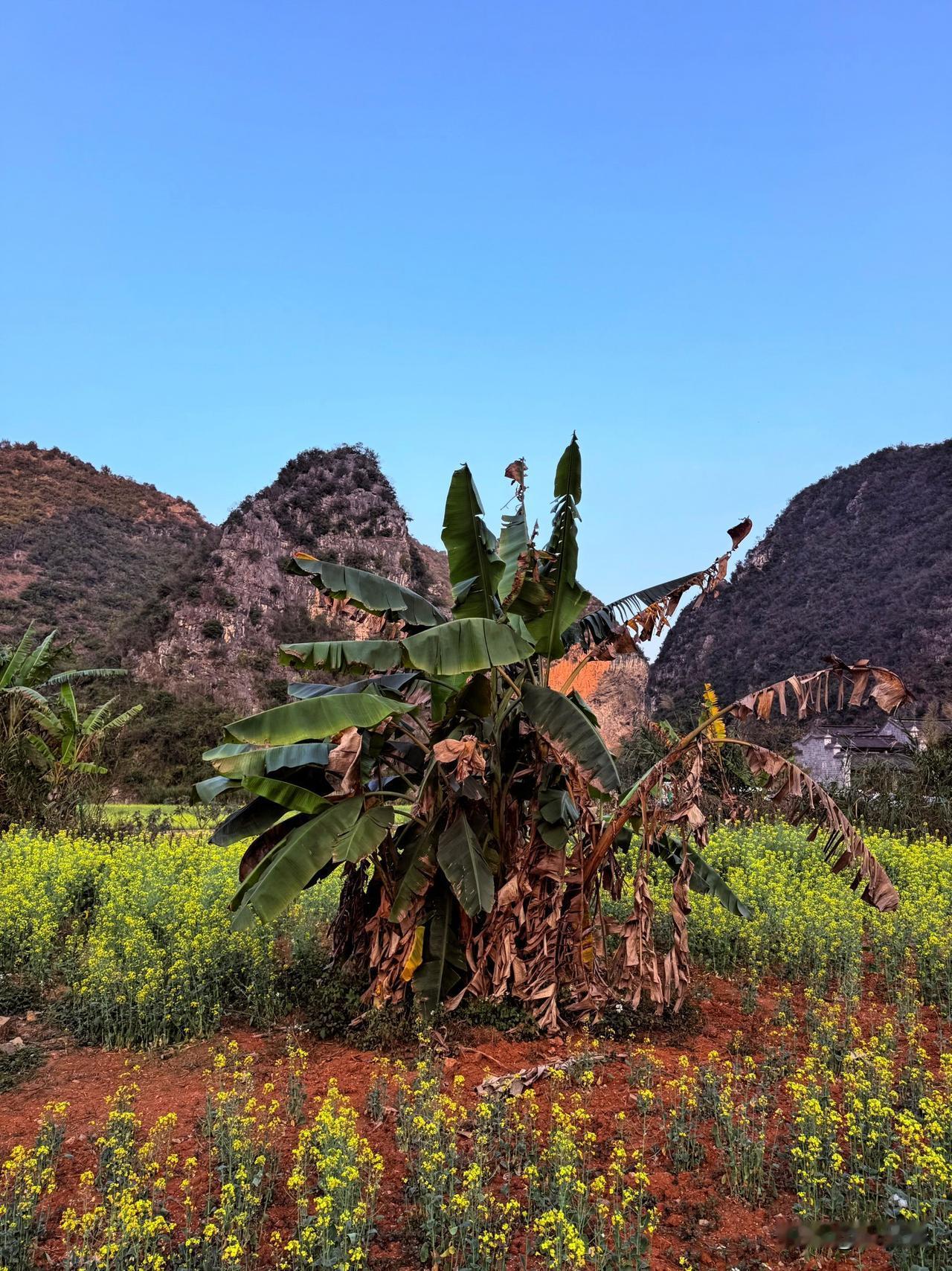 小时候，村里就有一片芭蕉树林。每天盼望着，芭蕉树结果，成熟！