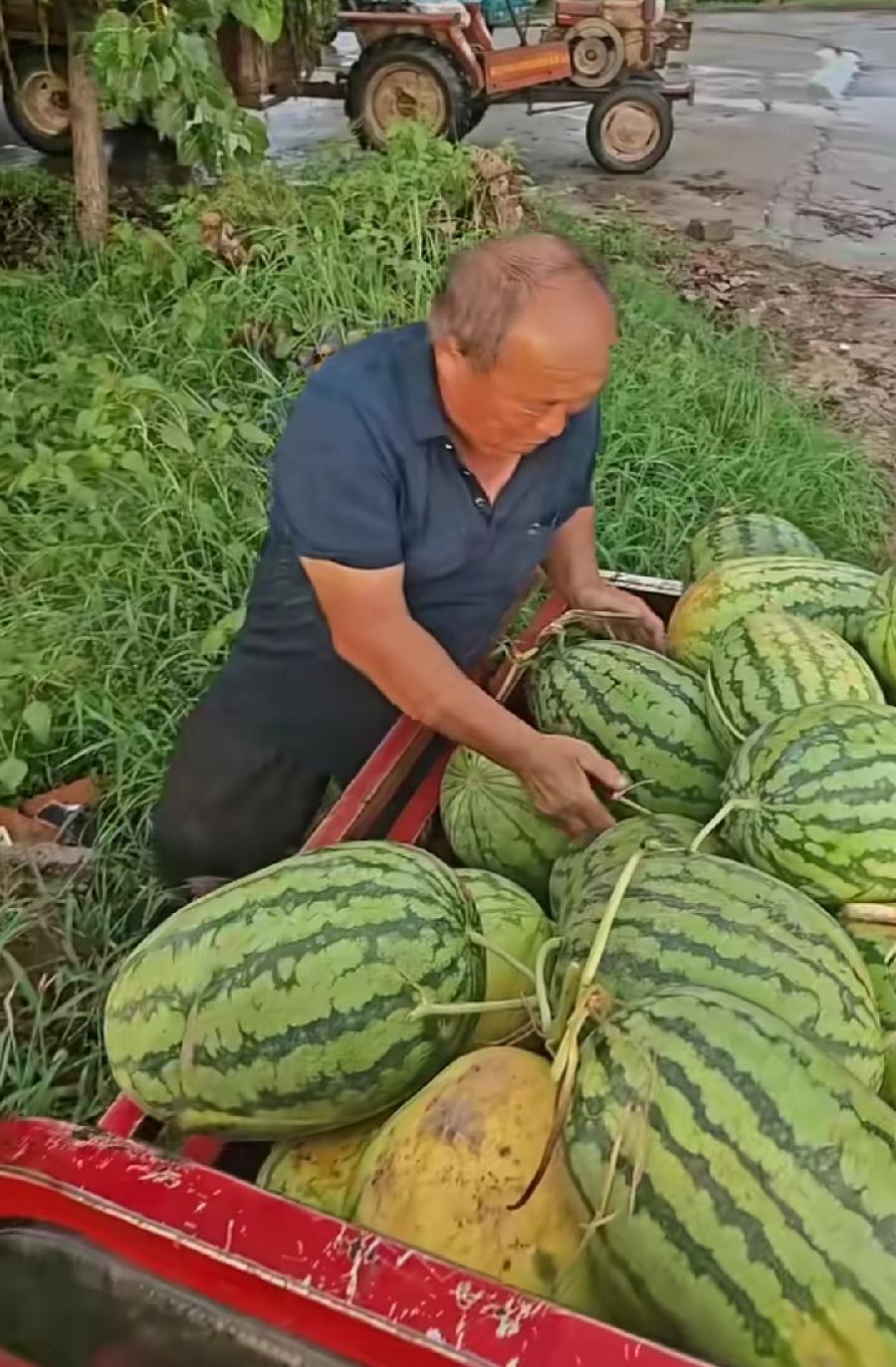 河南瓜农大叔卖瓜贱气得全扔河沟里了！三轮满满拉了一车瓜，旁边媳妇儿一边嘟囔一边