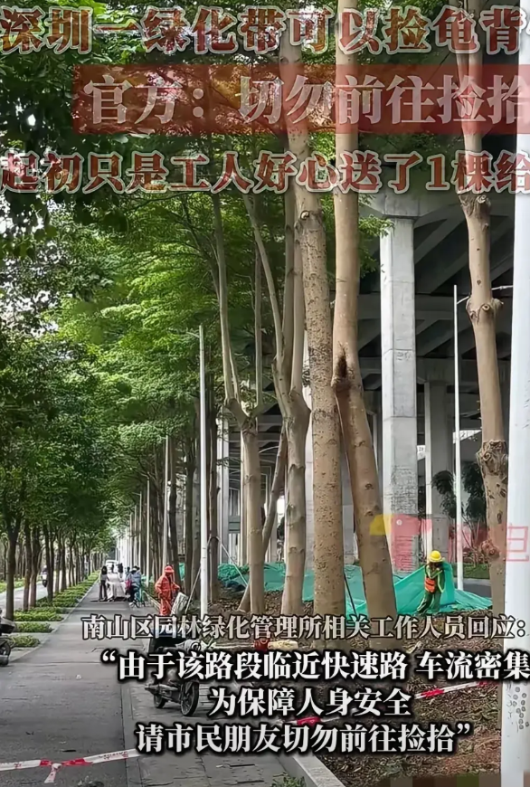 深圳一男子下班回家路上看到绿化带的工作人员在修剪龟背竹，就上前询问能不能要几株，