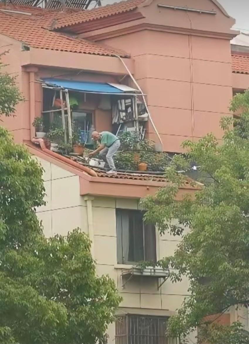 对面社区的大爷，这花是非养不可吗？为了这些花草，大爷经常爬到屋顶上去打理，哪天不